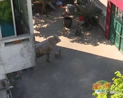 吓懵！兴宁两位老人家中喝茶聊天，突然闯入一头大蛮牛