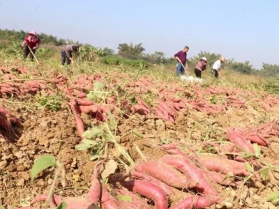开心挖红薯，快乐晒丰收，五华蛇塘村最近热闹极了~