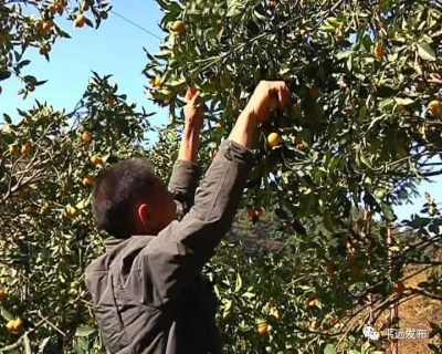 因地制宜掘“黄金”！平远仁居镇助推特色农业发展打造致富之路~