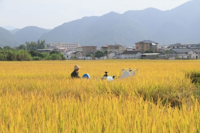 世界寿乡·富美蕉岭丨遇上蕉岭的“一粒米”，我每顿都能吃三碗饭~