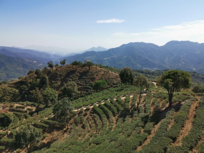 首批！梅州六家茶叶企业获广东生态茶园认定