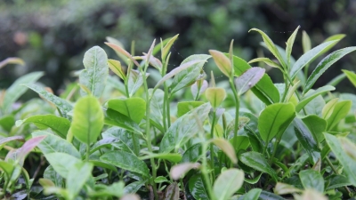  世界寿乡·富美蕉岭丨遇上蕉岭的“一杯茶”，我醉在了这里