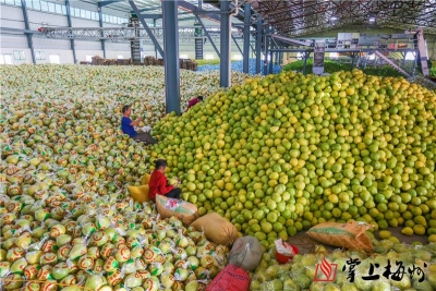 生产力、管理力、媒体+力：梅州柚百亿进阶