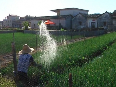 平远完成4万多亩冬种作物种植，实现“绿色过冬”