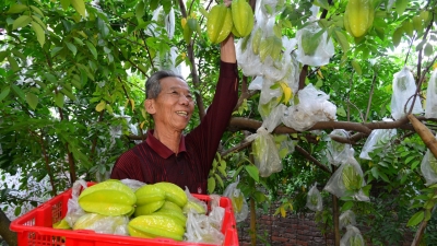 “五角星”摇下“致富金”！梅江区“杨桃村”的农户分享丰收故事