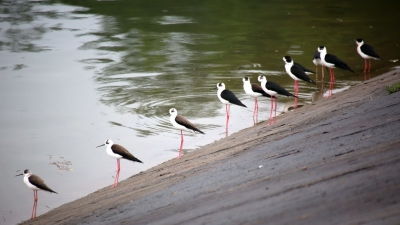 梅州V视丨梅州“神奇动物”大盘点，我爱了~