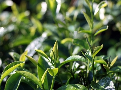 茶农们的“定心丸”来啦！梅州20万亩茶树将上保险
