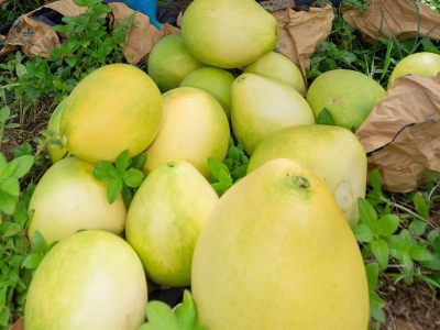  “梅县金柚”榜上有名 ！中国农业品牌目录2019农产品区域公用品牌名单公布