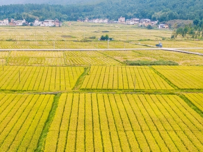 小记者林焯均作品丨醉美秋色在乡村