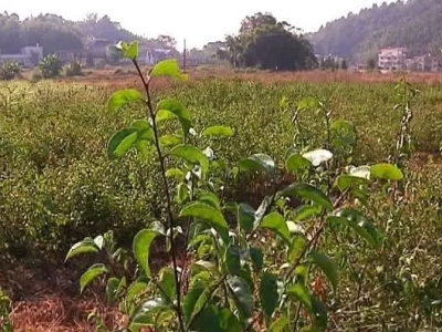 一片绿油油的南药，让平远中东村民实现“在家就业梦”
