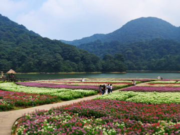 太美了！广东将新建100个森林旅游新兴品牌地