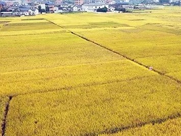 看！金秋时节，寿乡米香飘千里