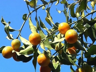 鼓了钱包，笑了农民！平远泗水这金桔“摇钱树”开摘了