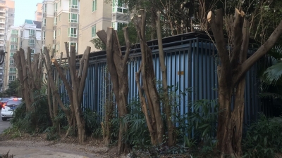 梅城一住宅区50多株树木惨遭“拦腰斩”？业主有话说...