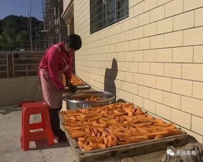 又到了晒番薯干的季节！畲脑村房前屋后“一片金光”