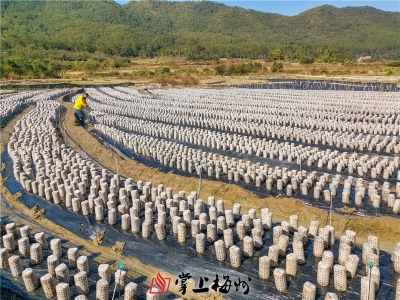 互助基金撬动助农资金破难题！蕉岭这个村小小黑木耳长出致富路