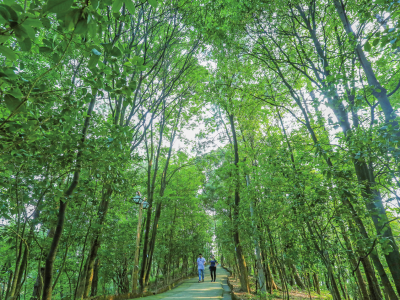 天干物燥，严防山火！大埔发布《禁火令》