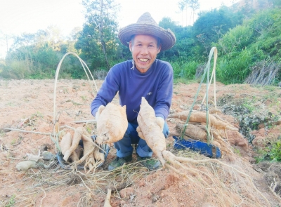 葛根割掉了“穷根”，梅县区七贤村村民笑了！