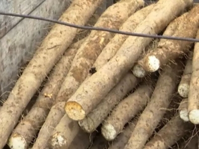 开心采淮山，快乐晒丰收！蕉岭九岭村最近热闹极了~