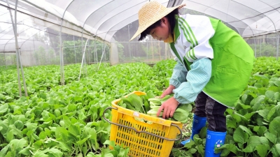 优质！安全！“梅州菜”端上大湾区餐桌