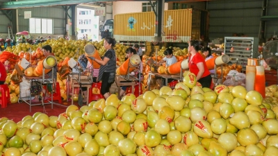 “柚”来啦！梅县区：稳质量树品牌，让“金柚经济”步入发展高速路
