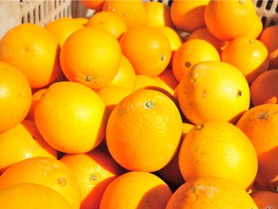 “橙乡”又飘橙香！14日的平远脐橙文化旅游节，一起约一个？