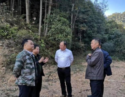 广东建工集团董事长张育民来梅州调研国家储备林项目建设工作