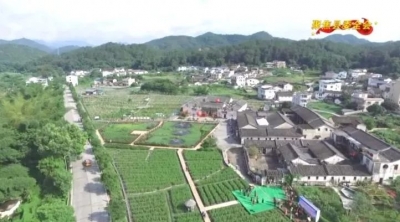 全力打造乡村振兴大埔样板！大埔这样部署...