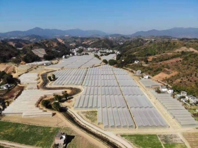 一棵蔬菜的旅程：直击广东蔬菜供应全链条
