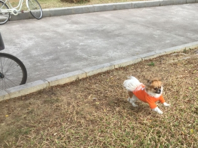 乱扔烟蒂、不牵绳遛狗...梅城这些不文明现象十分“煞风景”