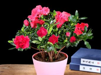 立体的画、无声的诗…蕉岭这群人因为ta联合起来了