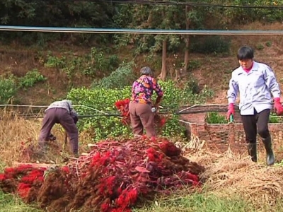 棒棒哒！平远入选“2019年社会治理创新典范县”