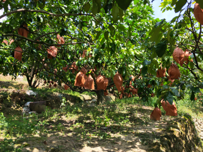 扶贫扶到点上、帮到根上！丰顺全县齐心共奔致富路 