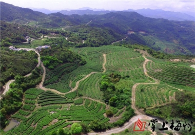 八角亭丨特色农业能点土成金