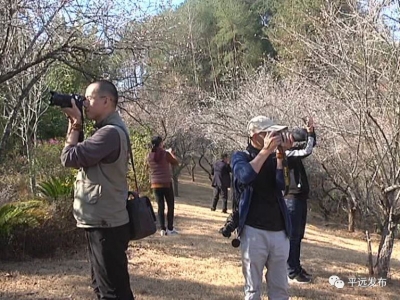 平远五指石景区百亩梅林“雪”醉游人
