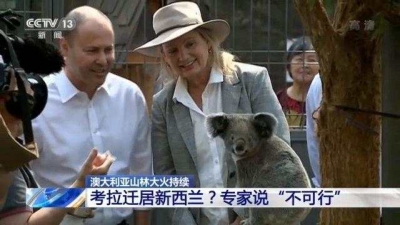 澳大利亚考拉“集体搬家”新西兰？专家：“不可行”！
