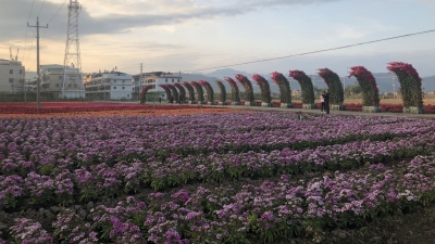 凤仙、石竹、海棠...蕉岭这片美丽花海你确定不去看看？