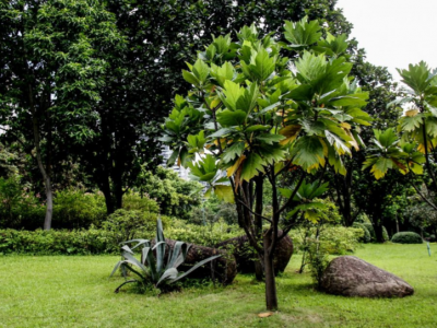 树（花）苗免费领取！@五华人，春节回家种树啦~
