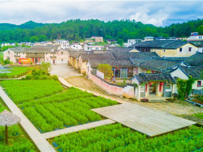 两会回音壁丨民革梅州市委员会：今后将持续关注乡村产业发展