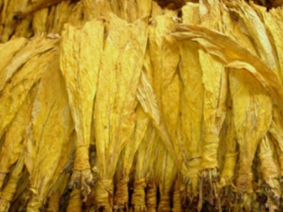 2020年梅县区计划收购烟叶2.35万担