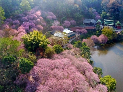 冬去春来，梅花香溢...到梅江区这些地儿，免费“领养”梅花苗啦！