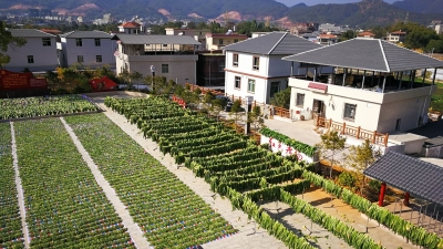 新春走基层丨平远黄沙300亩电商蔬菜基地丰收富农！新年新气象，脱贫不回头...