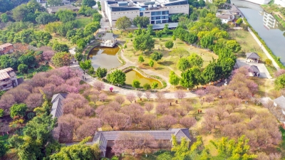 ​梅花闹，游人醉！看，冬日和煦的风“吹开”了这里的梅花