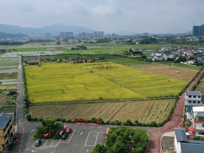 中共中央 国务院 关于抓好“三农”领域重点工作 确保如期实现全面小康的意见