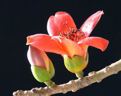 梅城有条木棉街