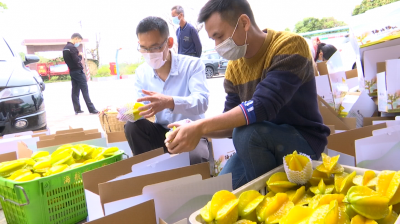 “让爱心成为最好的质检员”，他化身梅塘杨桃的“代言人”，诚邀“吃货”网友爱心助农