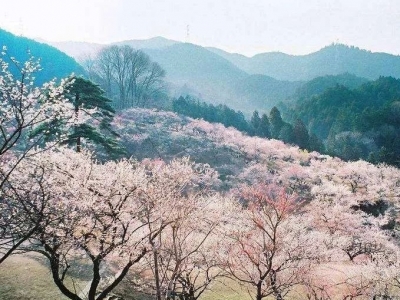 梅州·文艺战“疫”丨散文《荆楚大地有至亲》