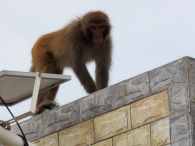 “猴哥”到五华一村民家中“作客”，吃了个苹果跑回了山里...