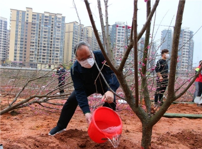 植树添绿正当时！今天，130株樱梅树苗在兴宁“安家落户”