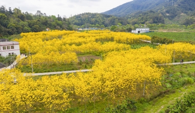 V视频丨大埔风铃花开！来云端看遍地黄金